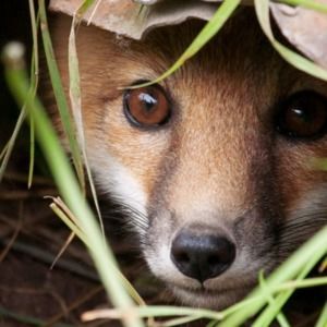 Meet your Posher, Elisa